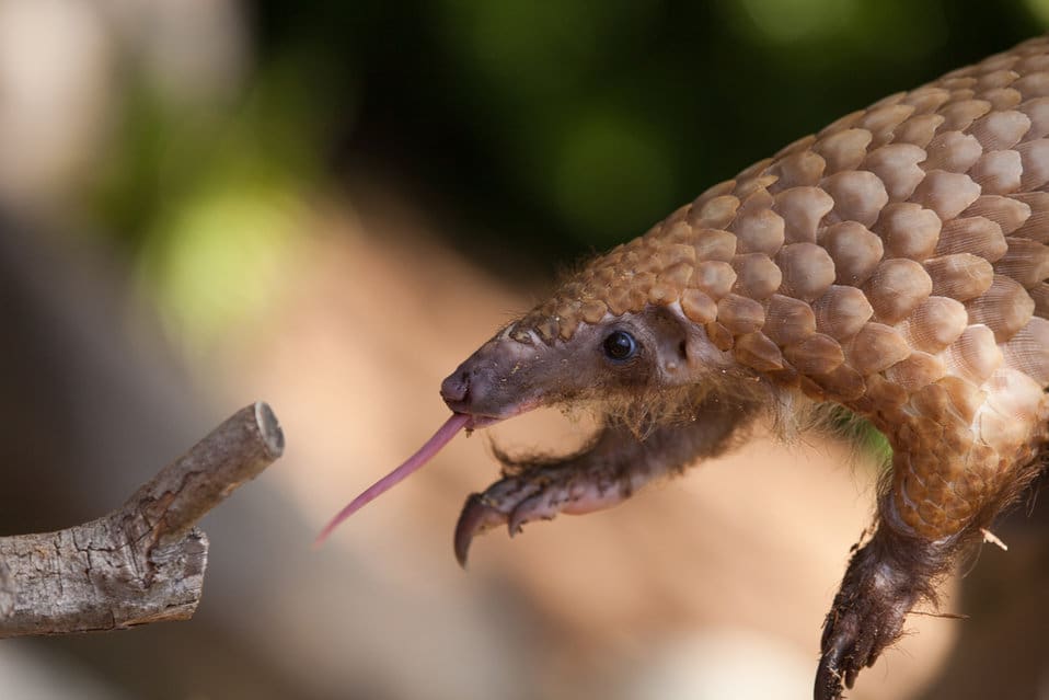 Nuevo proyecto de conservación del pangolín en la República Centroafricana