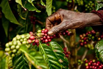 Café, cacao y medio ambiente