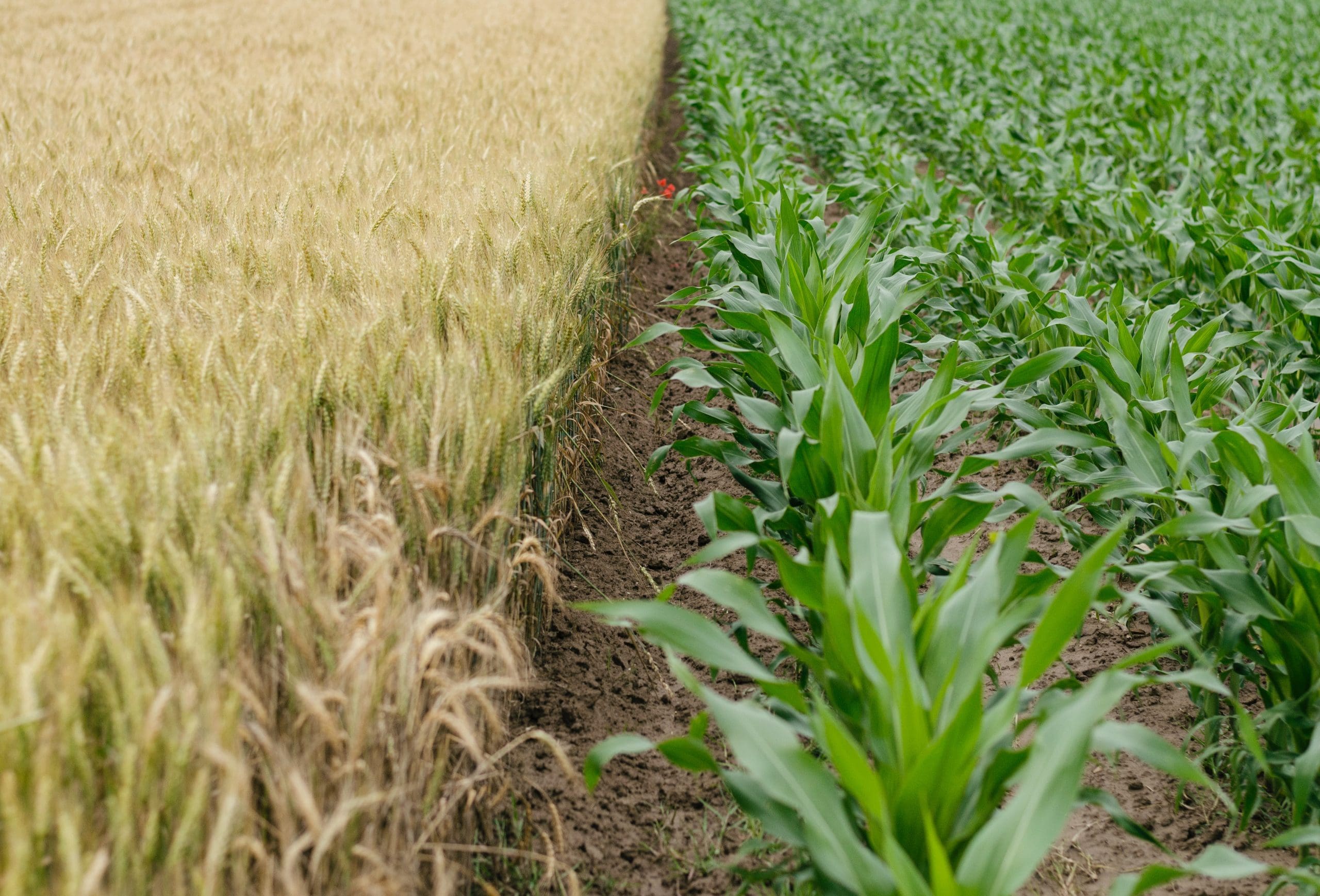 Las langostas y las lluvias fallidas traen el doble de pérdidas a los pequeños agricultores de Somalia