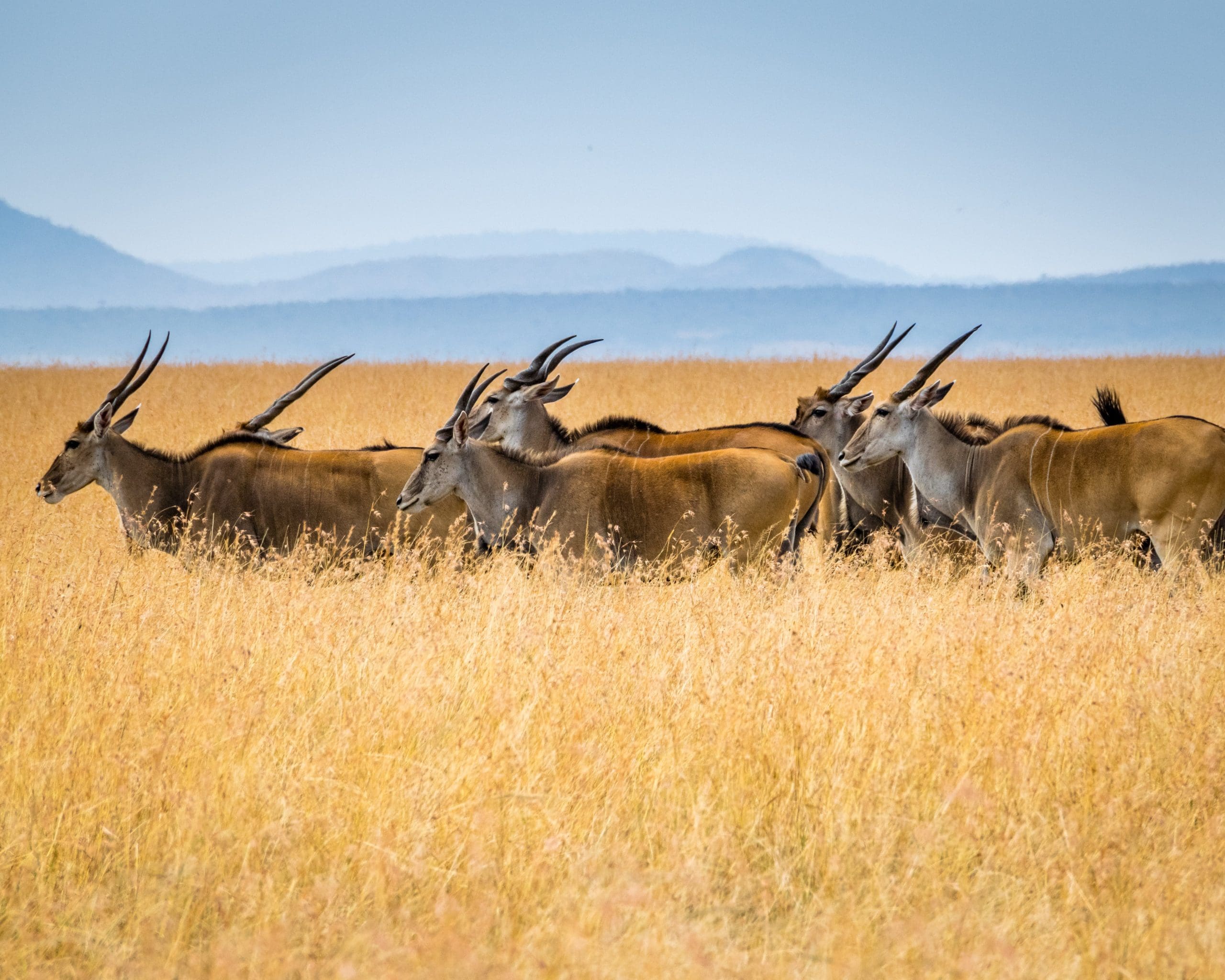 Las reservas naturales de Kenia están amenazadas por la falta de turismo