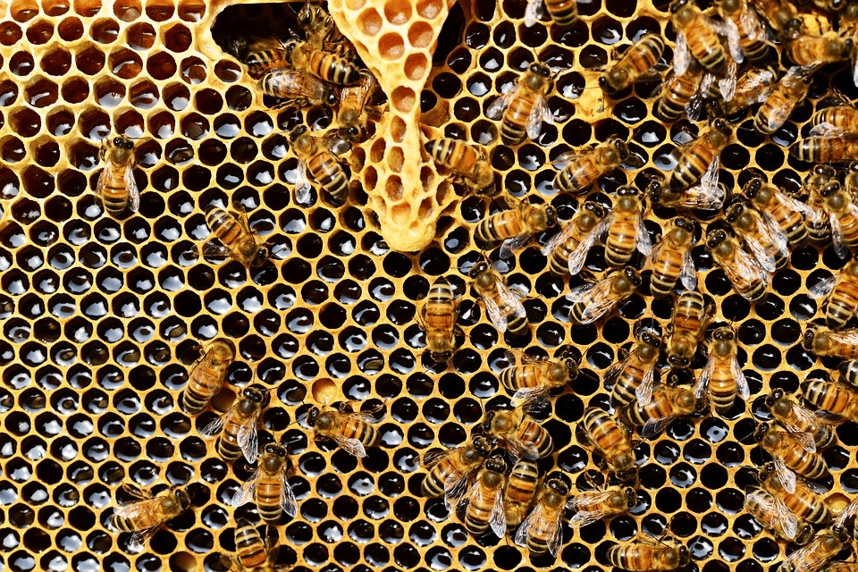 Upendo Honey