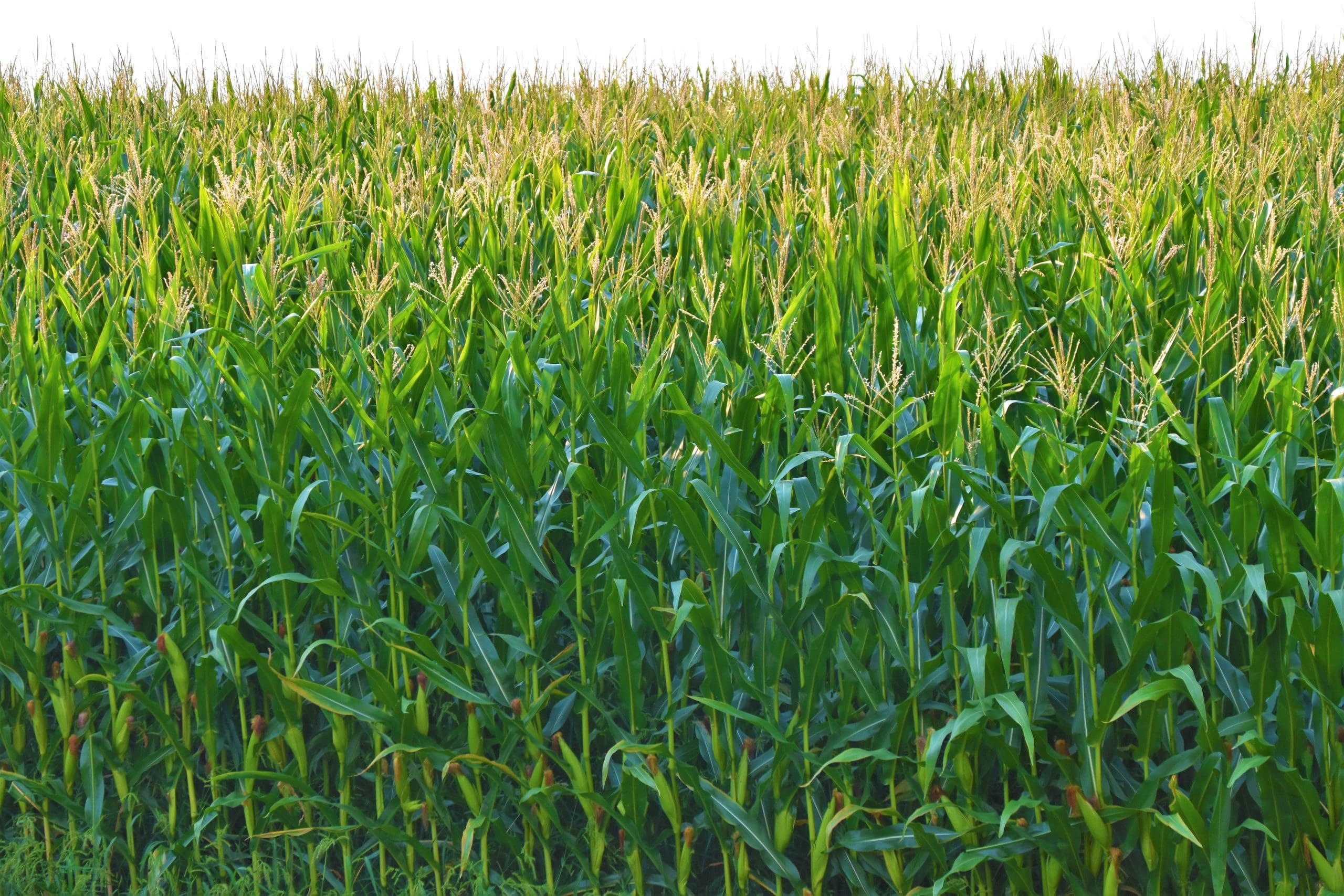 La provincia del oeste de Zambia ve una reducción en los precios de las comidas
