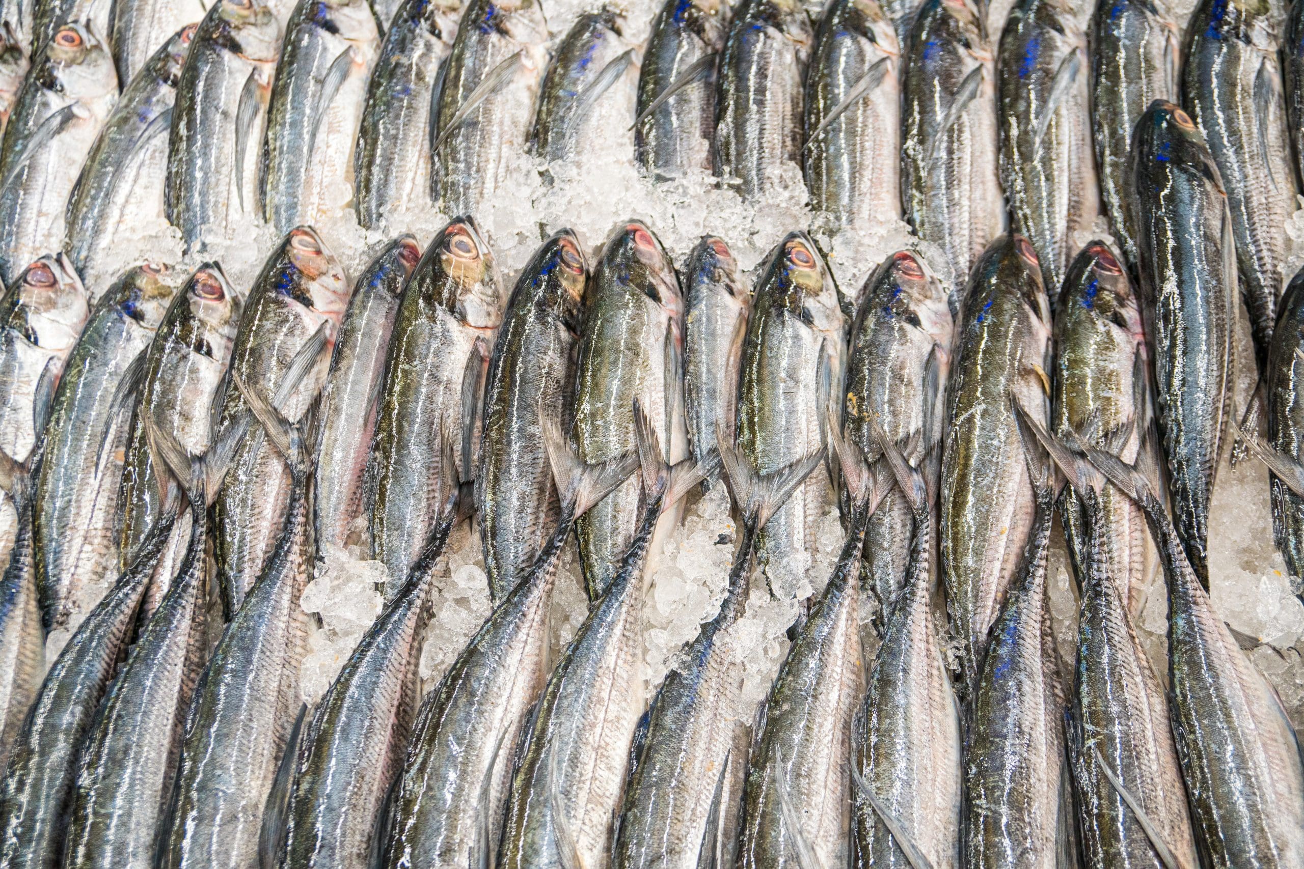 Mozambique prohíbe las importaciones de pescado desde Malaui