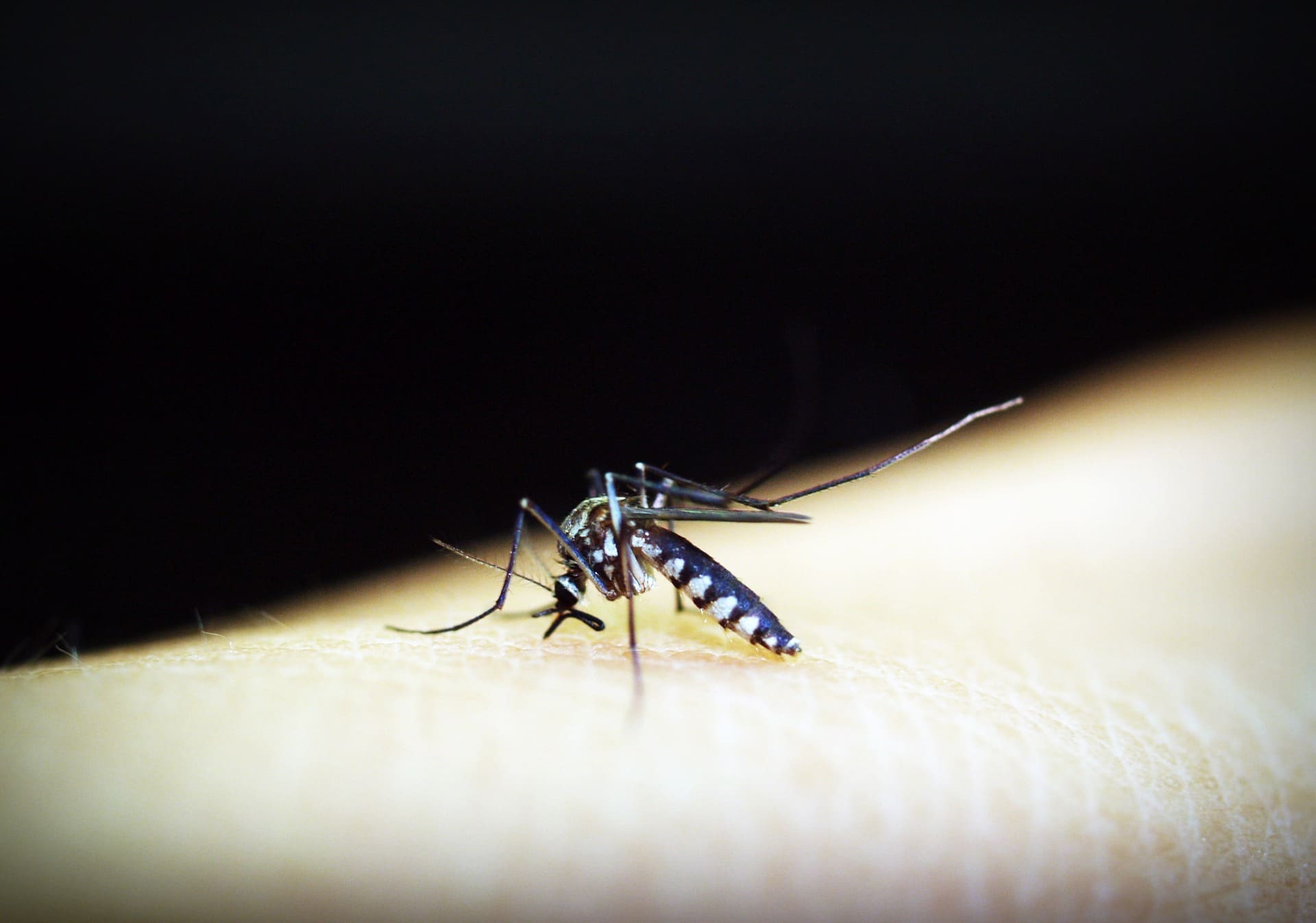 En estudio un nuevo fármaco en la lucha contra la malaria y la toxoplasmosis