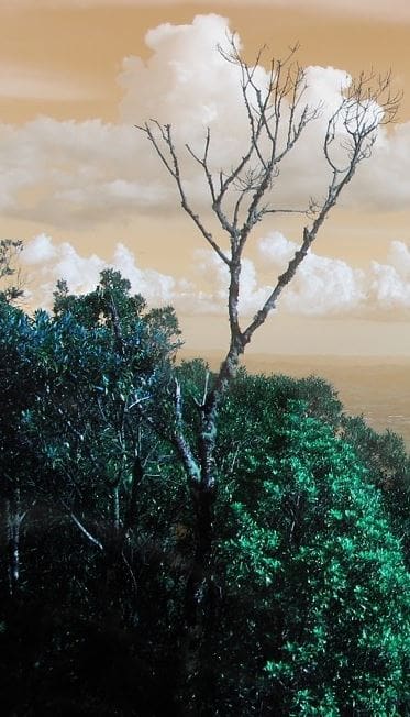 Las canciones de este mamífero delatan una posible nueva especie en Kenia