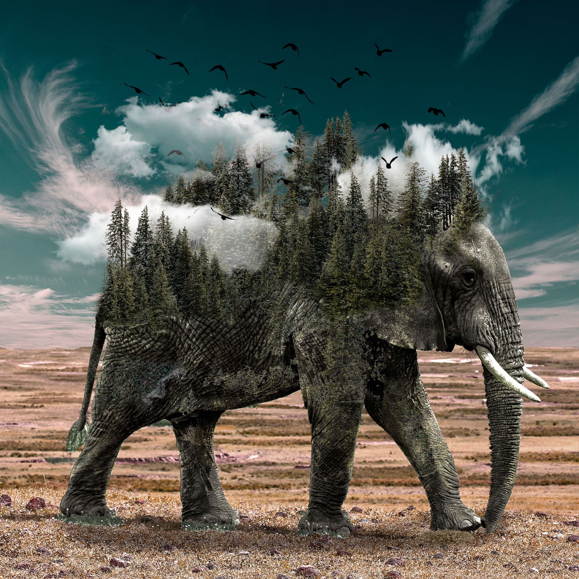 elephant-4461911_1920.jpg