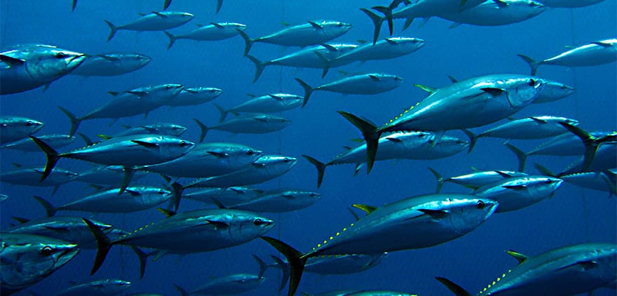 NORTUNA construye la primera instalación de producción de atún rojo en Cabo Verde