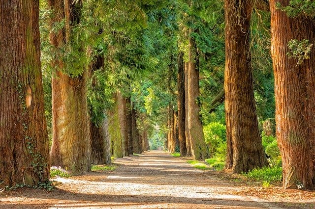forest-2.jpg
