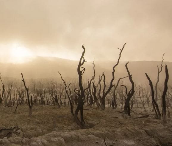 Llamamiento a un valiente compromiso de Europa en las próximas Cumbres del Clima y la Biodiversidad de la ONU