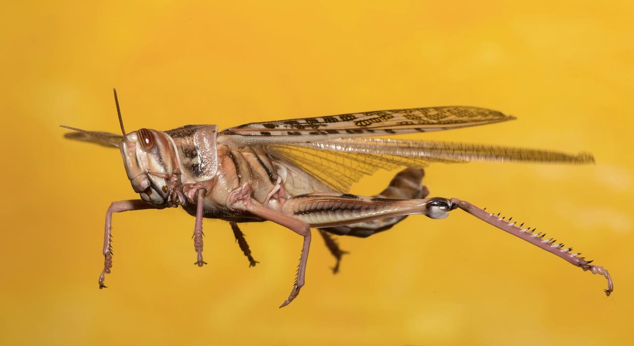 langosta_cc0-2.jpg