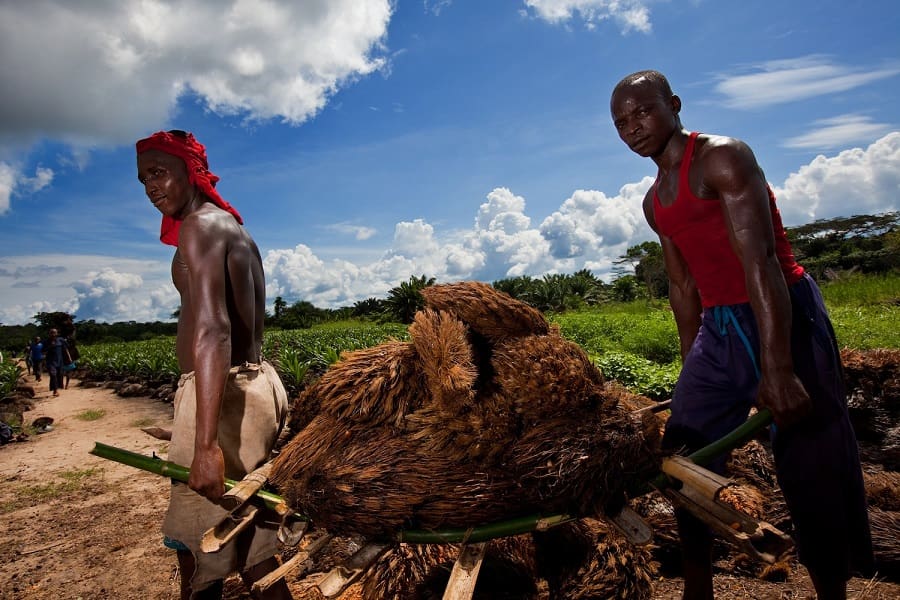 Agro colonialismo en el Congo, por Grain y RIAO – RDC*