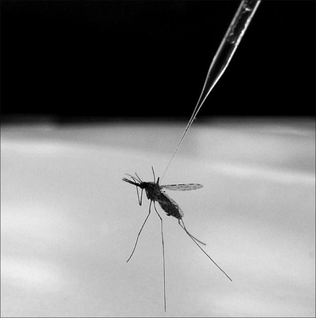 mosquito.jpg