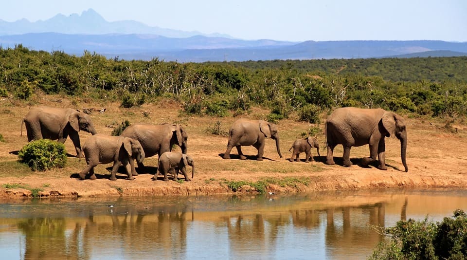 elephants-279505_960_720-2.jpg